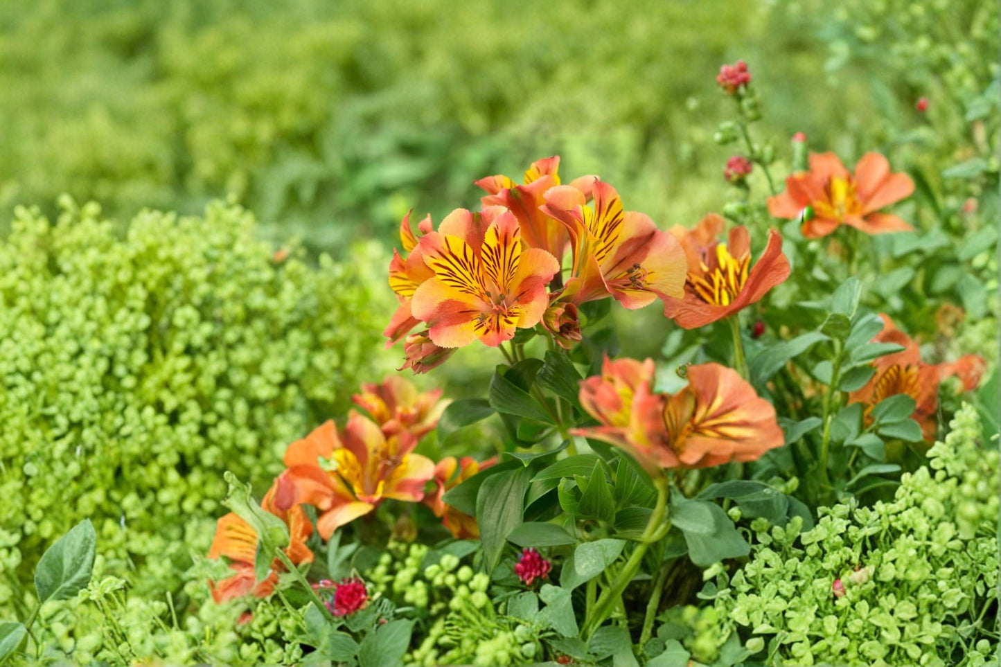 Alstroemeria Princess Diana Peruvian Lily Live Plant 1 Gallon Dwarf Flower Garden Cut Flower Arrangement