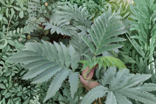 Melianthus ‘Antonow’s Blue’ – Blue Honey Bush – Exotic Evergreen Shrub – Architectural Foliage Plant – Tropical Garden Plant