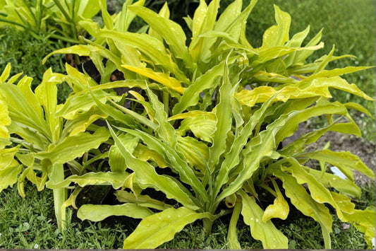 Hosta ‘Curly Fries’ – Mini Yellow Shade Perennial – Ruffled Leaf Plantain Lily – Bareroot or Potted Garden Plant