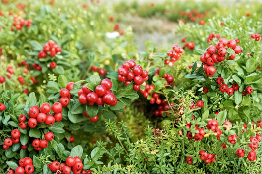 Lingonberry Plant ‘Red Candy’ – Edible Berry Ground Cover – Vaccinium vitis-idaea – Cold Hardy Evergreen Shrub – 4.5” Pot