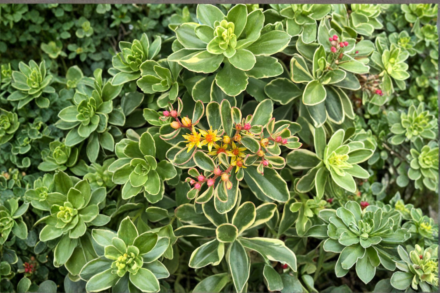 Variegated Sedum ‘Kamtschaticum’ Ground Cover Succulent – Drought Tolerant Yellow Flower Plant – 3.5” Pot
