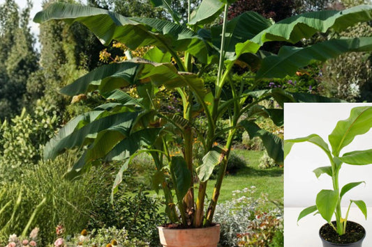 Musa Basjoo Banana Plant – Live Rooted Tropical Outdoor Garden Tree – Cold Hardy Zone 5 – Fast Growing Banana Tree