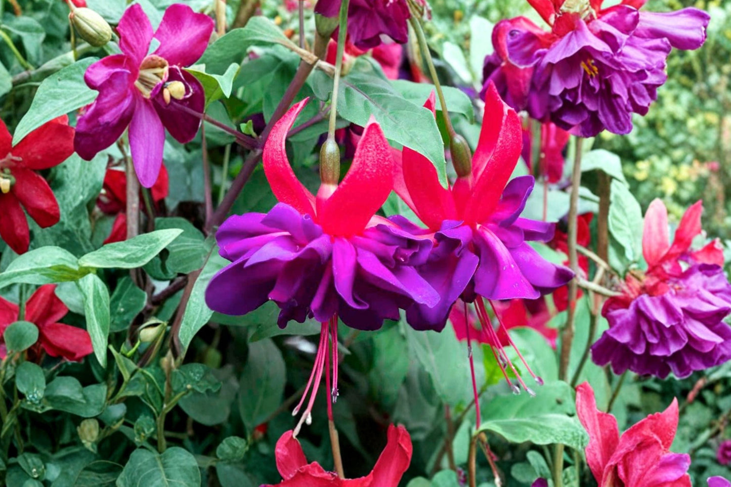 Fuchsia ‘Double Otto’ – Hardy Live Plant – Double Purple Red Flowers – Hummingbird Attracting Shrub – 1 Gallon Container