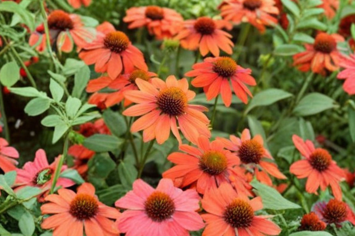 Echinacea ‘PRIMA Saffron’ Yellow Coneflower Live Plant – Compact Dwarf Pollinator Perennial, 4.5” Container