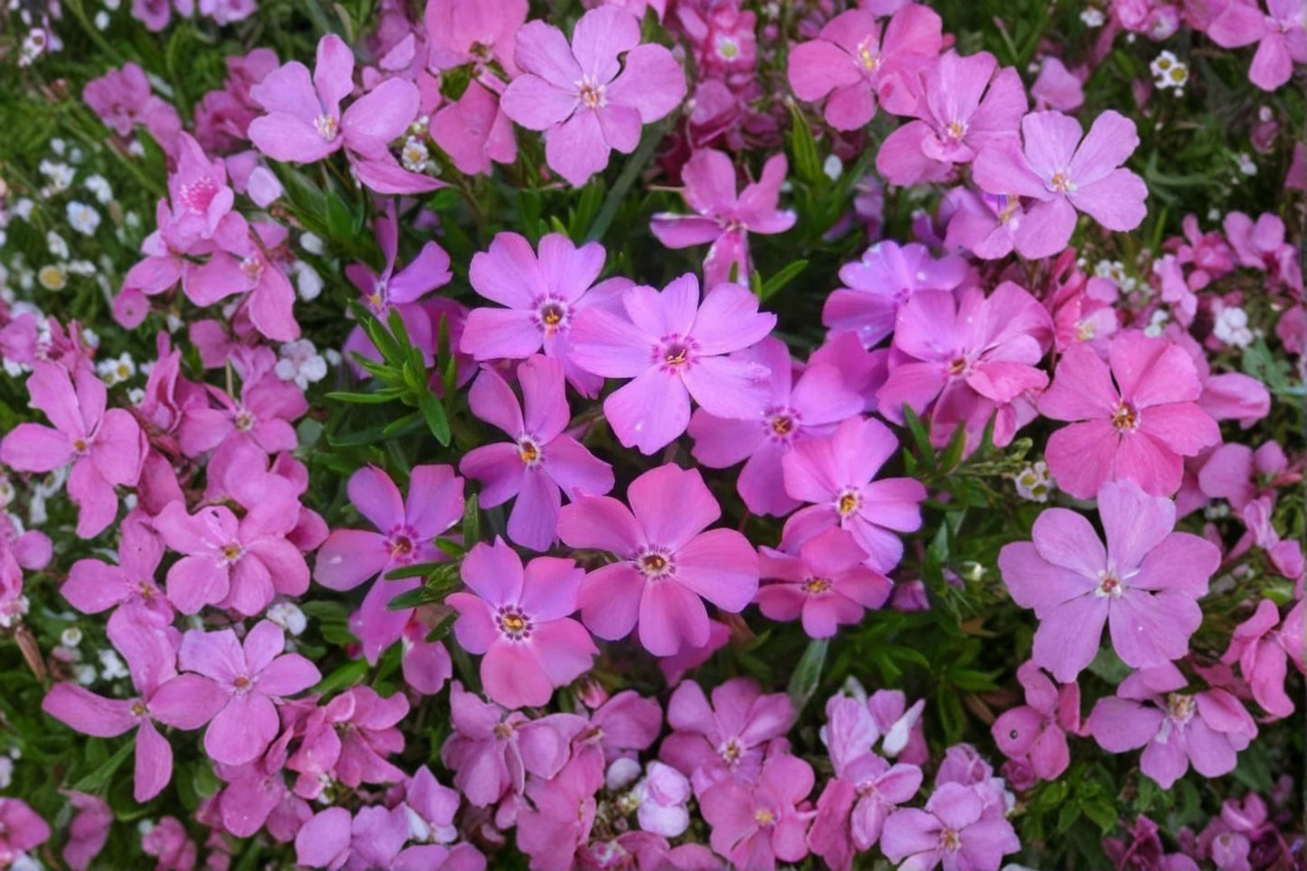 Creeping Phlox ‘Eye Candy’ Ground Cover – Pink Spring Flowers – Evergreen Carpet Plant – Phlox subulata for Gardens and Borders