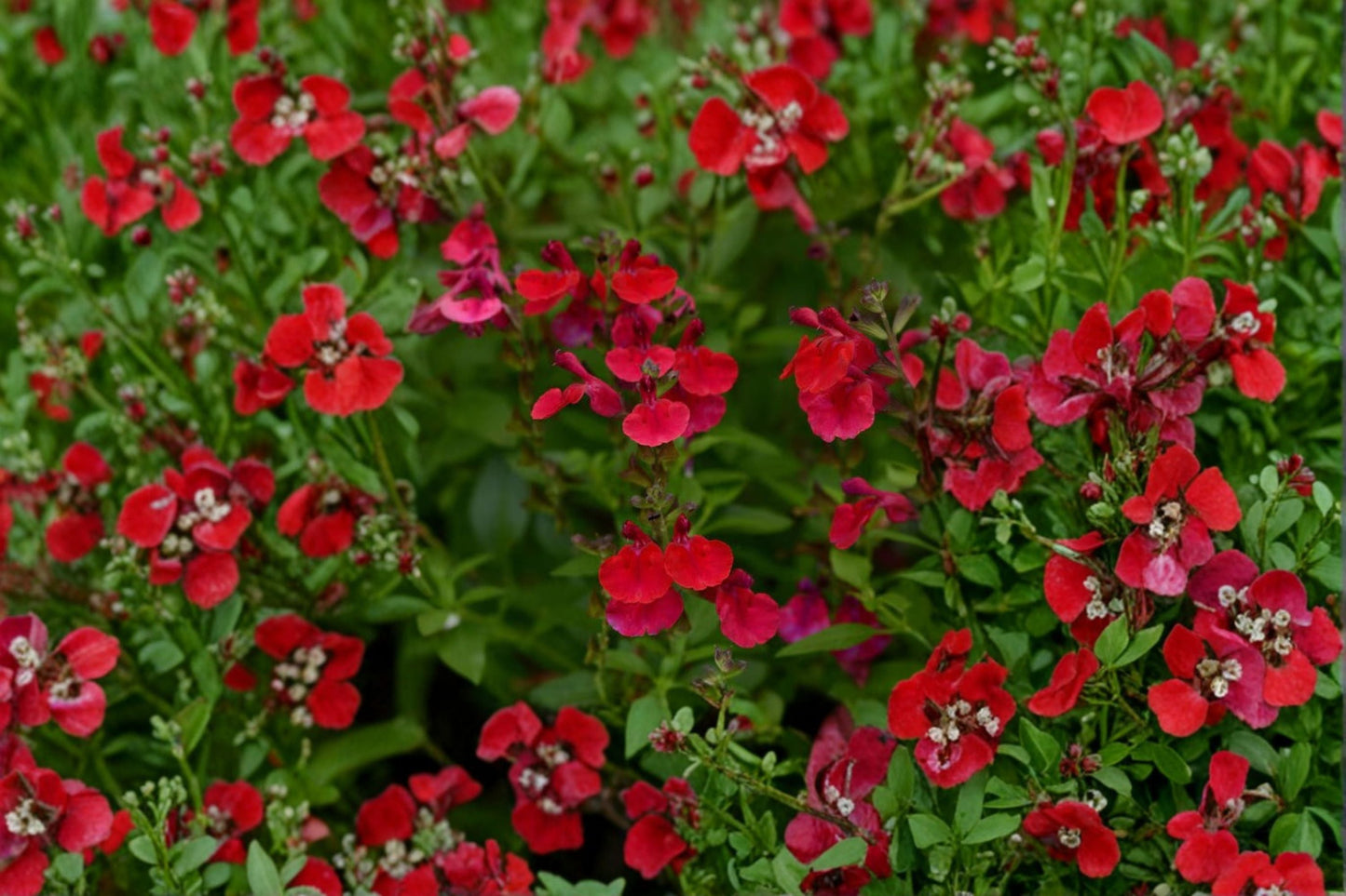 Salvia greggii ‘Mirage Cherry Red’ – Drought Tolerant Perennial Sage – Red Hummingbird Plant – 4.5” Pot