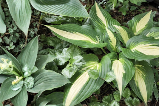 Hosta ‘Ann Kulpa’ – Variegated Shade Perennial – Large Leaf Bareroot Plant for Garden, Low-Light, Green and Cream Margins