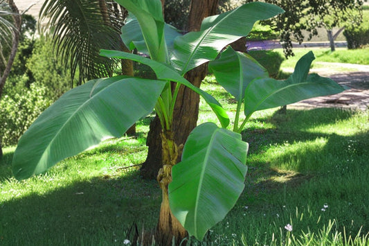 Musa Basjoo Banana Tree – Cold Hardy Tropical Plant for Outdoor Gardens – Fast Growing Foliage – Zone 5-10