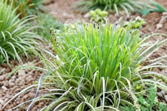 Lemongrass Plant – Live Culinary Herb in 3.5” Pot – Cymbopogon citratus – Mosquito Repellent & Tea Herb