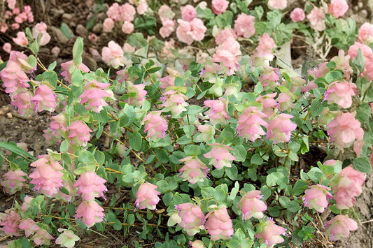Origanum Kirigami Cascading Ornamental Oregano Trailing Hanging Basket Plant Drought Tolerant Perennial Pollinator Friendly