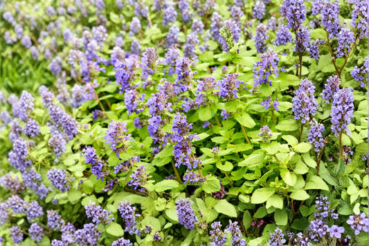 Nepeta ‘Little Titch’ Dwarf Catmint Perennial Blue Flowering Drought Tolerant Pollinator Plant