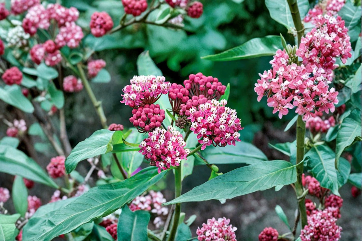Asclepias Cinderella Swamp Milkweed Perennial Pink Butterfly Host Plant Pollinator Garden