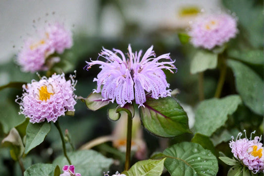 Monarda ‘Midnight Oil’ – Early Blooming Bee Balm Plant – Pink Flowers – Native Pollinator Support – Hummingbird Garden – 1 Gallon