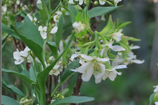 Oemleria cerasiformis Indian Plum Edible Fruit Native Shrub 1 Gallon Wildlife Pollinator Garden