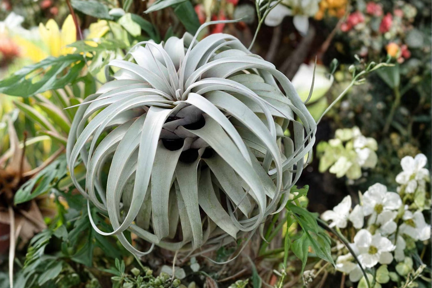Giant Tillandsia Air Plants Pack of 2 – Large Live Indoor Houseplants – Easy Care Tropical Tillandsia (Tillandsia spp.)