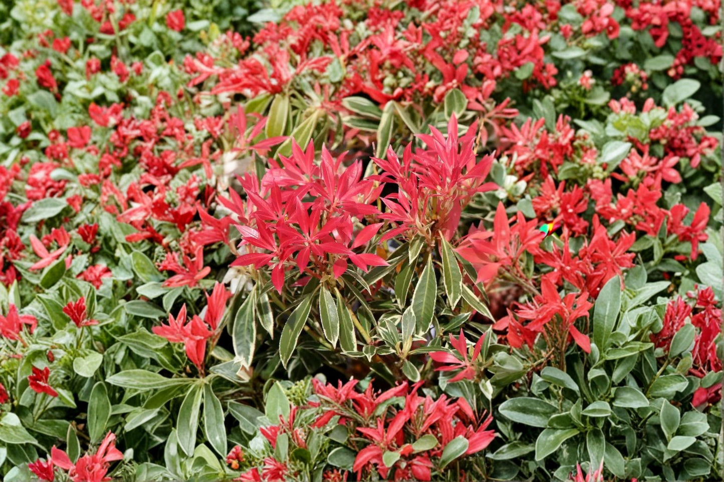 Pieris japonica ‘Flaming Silver’ – Variegated Evergreen Shrub with Red New Growth – Shade Garden Plant – 1 Gallon Live Plant