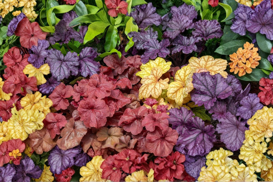 Heuchera Mixed Plugs 3 Pack – Coral Bells Shade Perennial Starter Plants – Assorted Colors – Grower’s Choice Variety