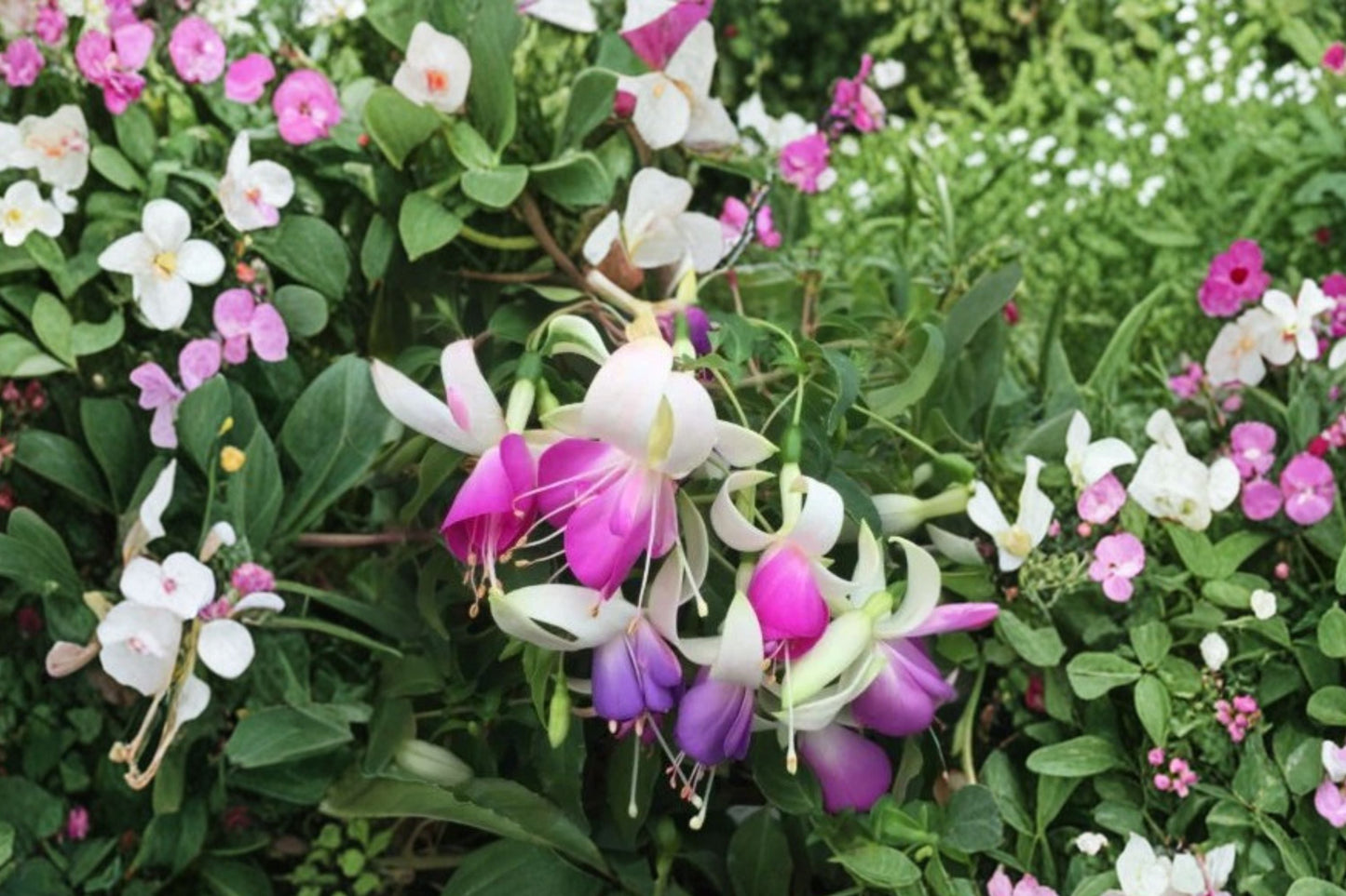 Fuchsia ‘Checkerboard’ Hardy Plant 1 Gallon Red & White Flowers Hummingbird Garden Live Plant