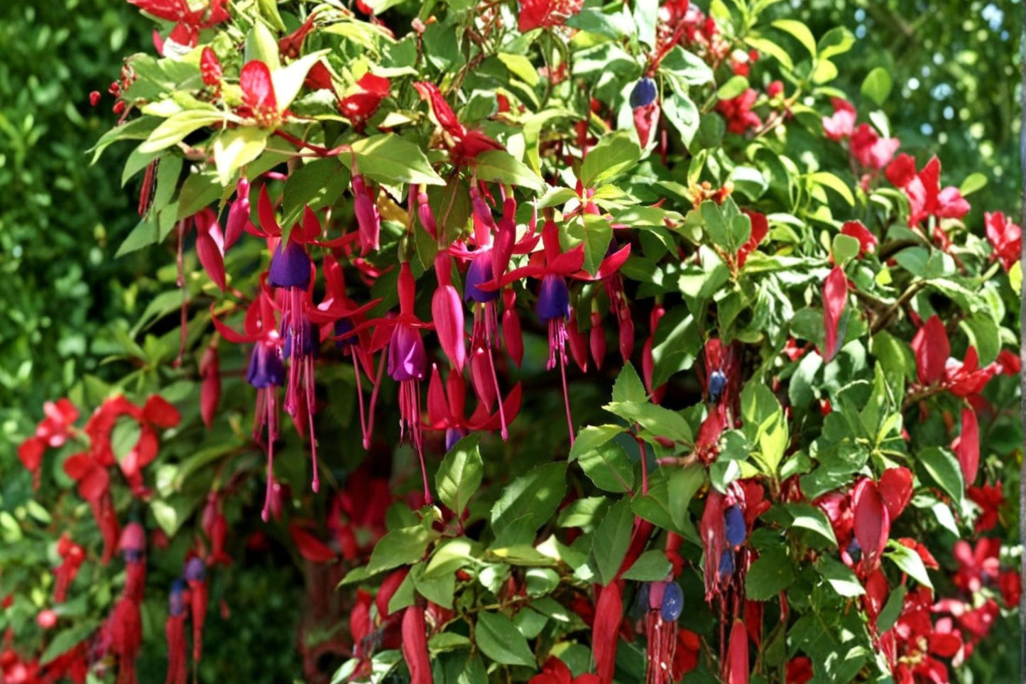Fuchsia ‘Whiteknight’s Amethyst’ Hardy Live Plant 1 Gallon – Purple Pink Flowers Hummingbird Attracting Shrub