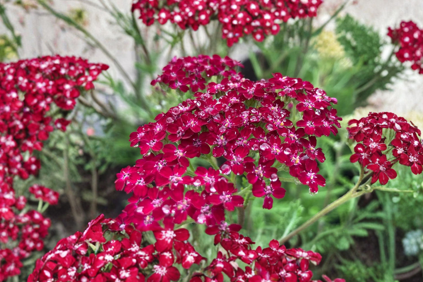 Achillea ‘Summerwine’ Yarrow Perennial – Burgundy Pink Flowering Plant in 3.5” Pot – Drought Tolerant Pollinator-Friendly Garden Plant