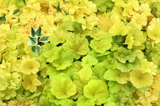 Heuchera ‘Electric Lime’ Plug – Lime Green Shade Perennial – Bright Foliage Plant – Coral Bells Starter Plant