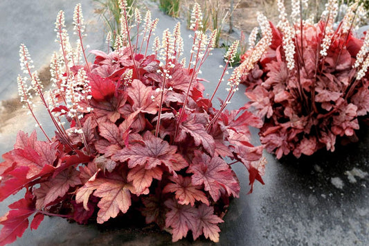 Heucherella ‘Peach Tea’ Plug – Shade Perennial with Color-Changing Foliage – Peach Foamy Bells Starter Plant