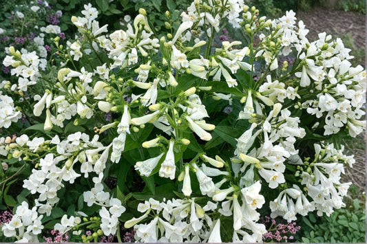 Penstemon ‘NOVA Pearl’ Plug – White Beardtongue Pollinator Perennial Drought Tolerant Flower Starter Plant