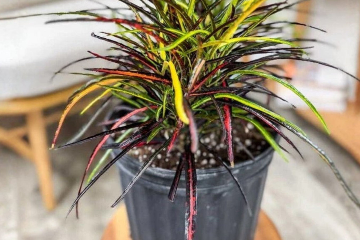 Croton Zanzibar Plant Pack of 2 – Colorful Tropical Houseplant with Vibrant Variegated Foliage – Codiaeum Variegatum Indoor Plant