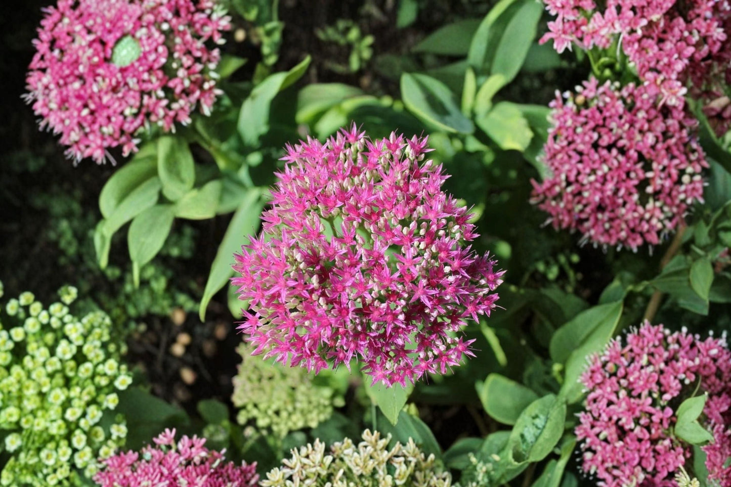 Sedum ‘Cherry Fizz’ Plug – Upright Stonecrop Perennial – Pink Fall Blooms – Drought Tolerant Succulent Starter Plant