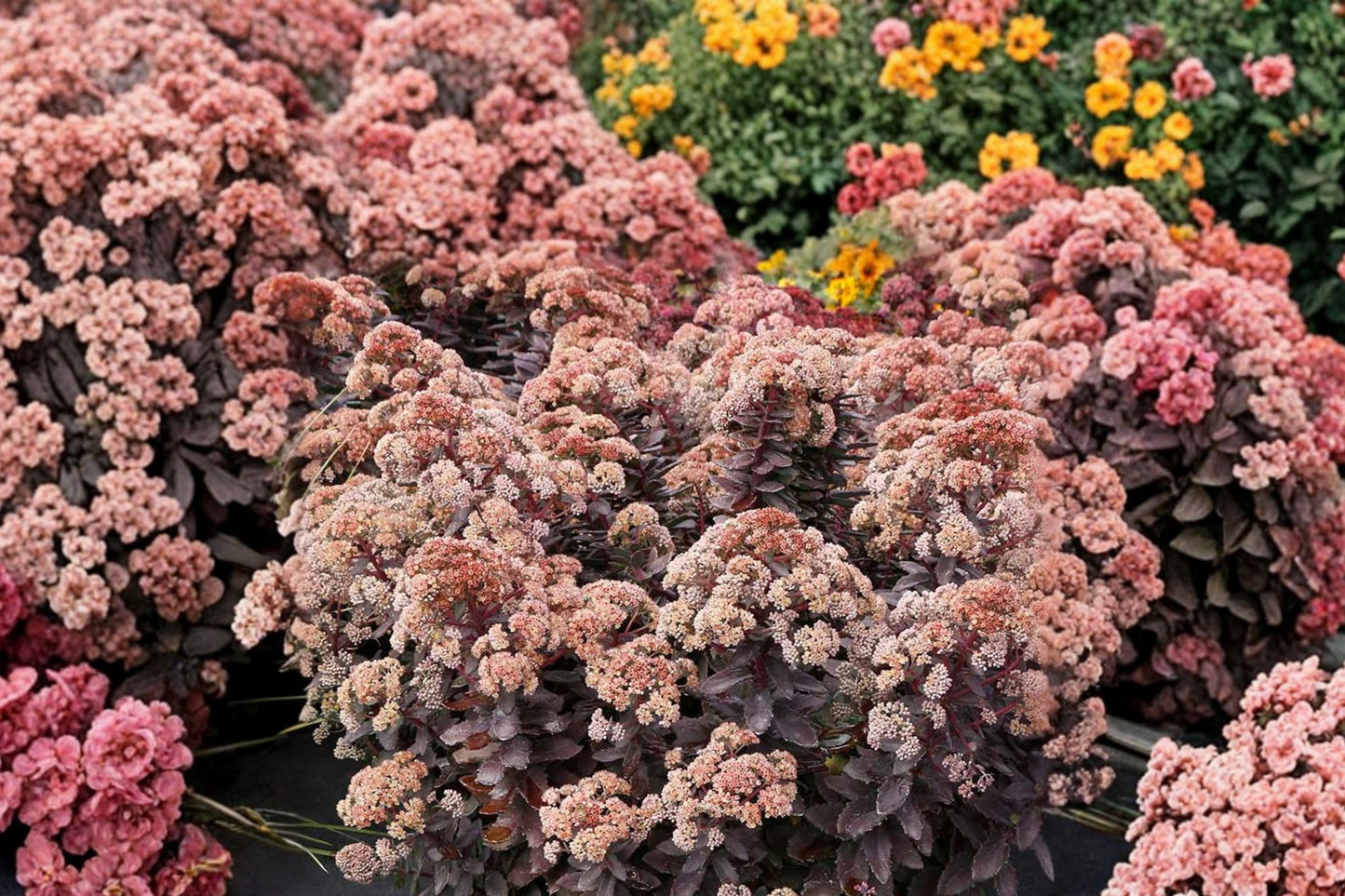 Sedum ‘Mocha Magic’ Plug – Tall Upright Drought-Tolerant Perennial with Chocolate Foliage and Fall Blooms