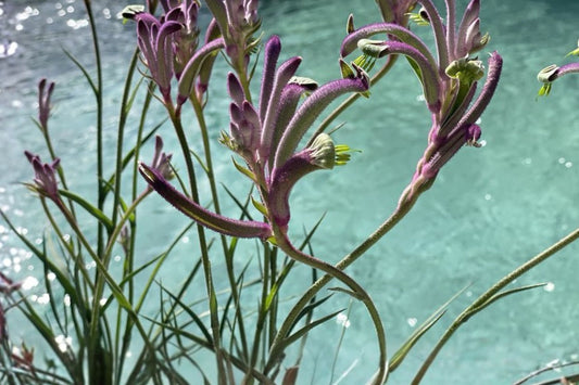 Kangaroo Paw Plant Plug – Anigozanthos ‘Carnivale’ – Drought Tolerant Perennial with Purple Flowers – Starter Plant