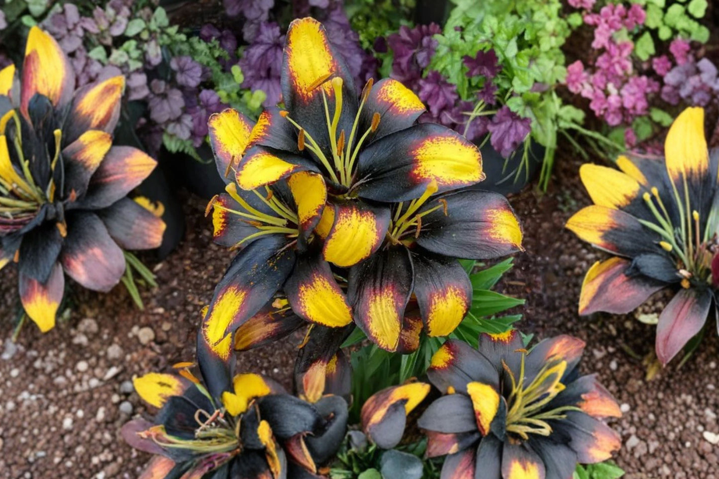Lilium ‘Tiny Massive’ Dwarf Asiatic Lily Bulb – Yellow & Burgundy Blooms – Compact Perennial Flower for Containers