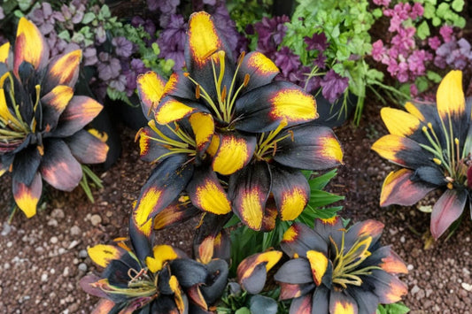 Lilium ‘Tiny Massive’ Dwarf Asiatic Lily Bulb – Yellow & Burgundy Blooms – Compact Perennial Flower for Containers