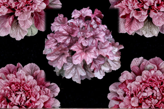 Heuchera ‘Iridescent’ Plug – Coral Bells Shade Perennial with Color-Changing Pink Silver Foliage Starter Plant