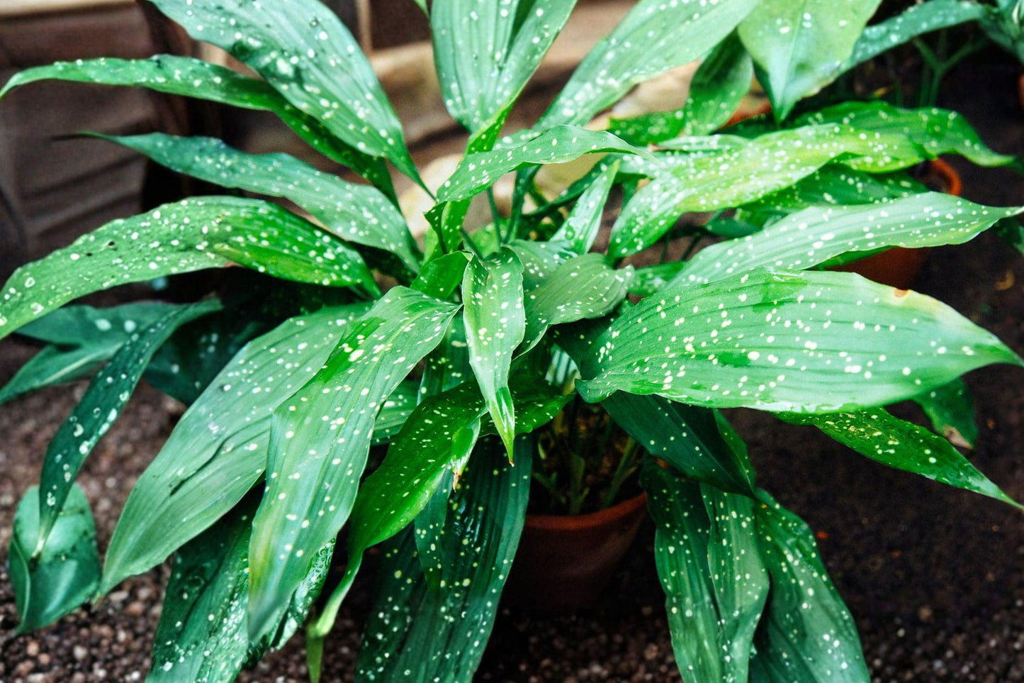 Aspidistra ‘Milky Way’ Cast Iron Plant – Low Light Indoor Houseplant with Speckled Foliage – Easy Care, Durable, Low Maintenance
