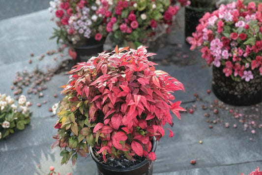 Nandina ‘Blush Pink’ Dwarf Heavenly Bamboo Live Plant 1 Gallon Compact Red Foliage Evergreen Shrub