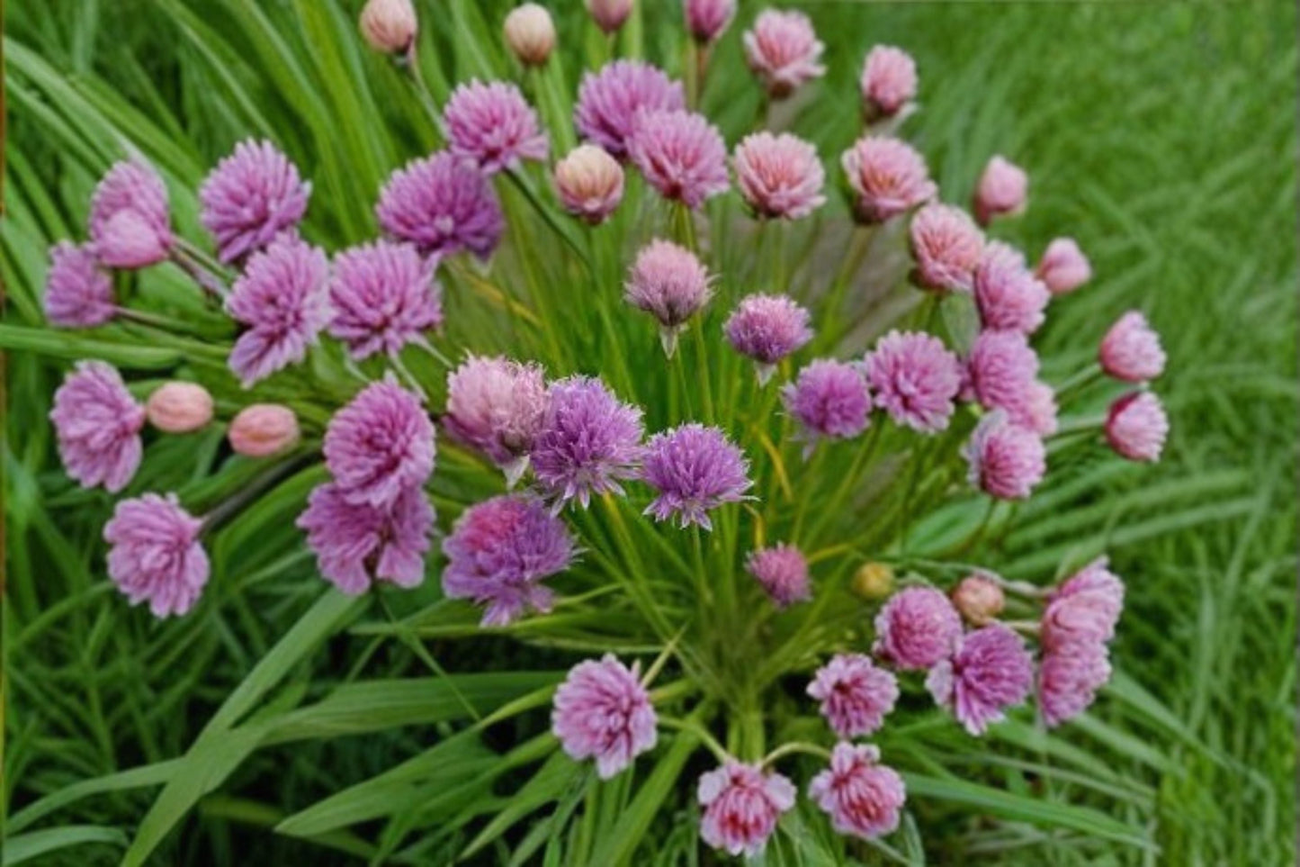 Chives Seeds – Perennial Herb with Edible Flowers – Allium schoenoprasum – Culinary Herb for Garden & Containers