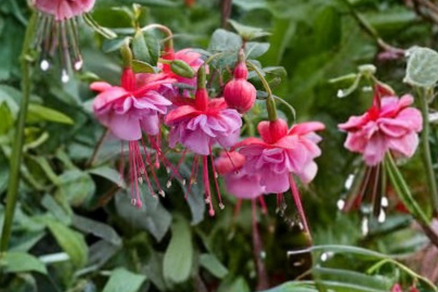 Fuchsia ‘Shelford’ – Hardy Flowering Shrub – Pink & White Blooms – Hummingbird Attracting Plant – Shade Garden Plant – 1 Gallon Live Plant