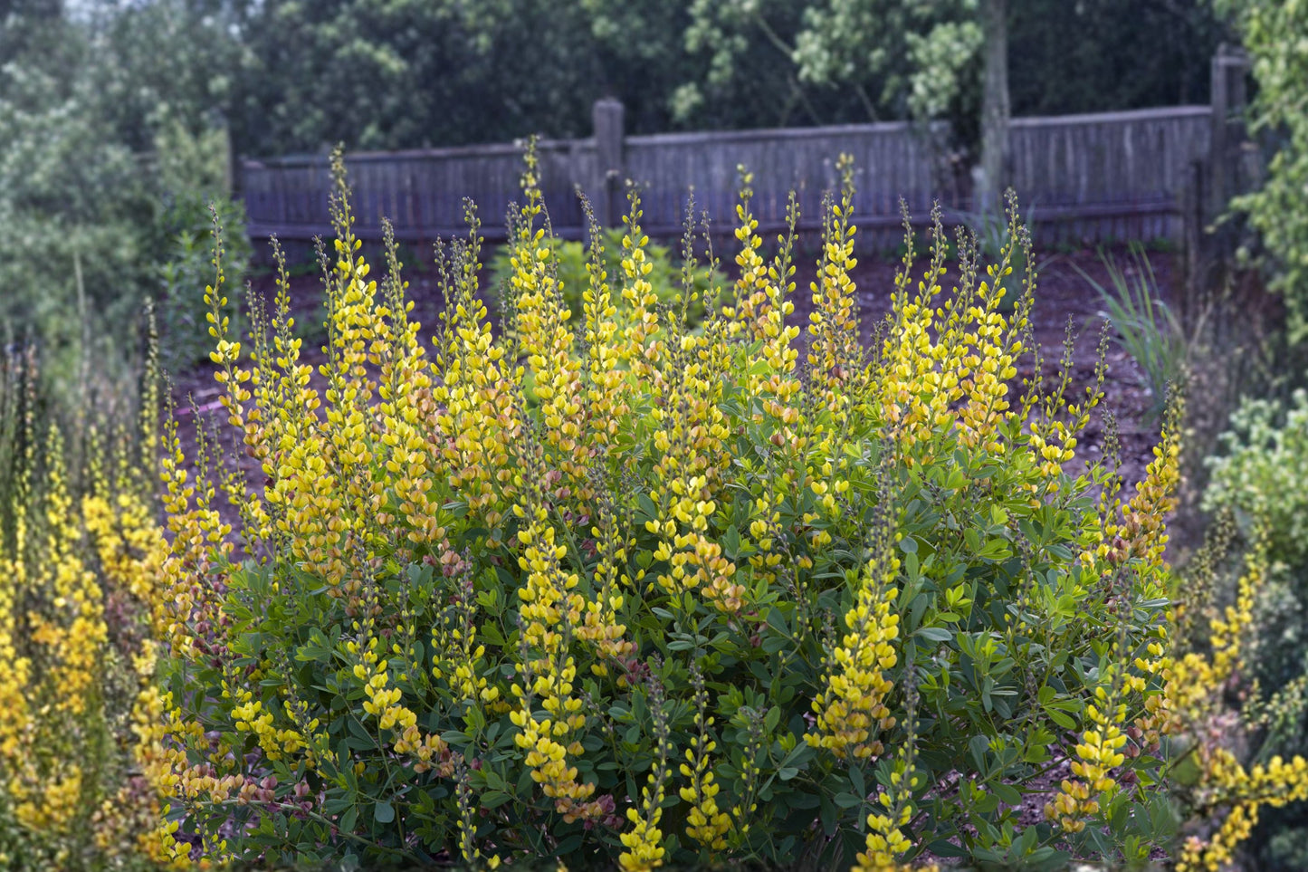 Baptisia ‘Solar Flare’ False Indigo Plant – Drought Tolerant Perennial with Yellow, Orange & Purple Blooms – Pollinator Friendly 1 Gallon Live Plant