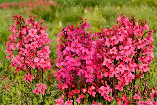 Lobelia ‘Starship Rose’ – Perennial Flowering Plant – Pink Hummingbird Attracting Blooms – 4-Inch Pot