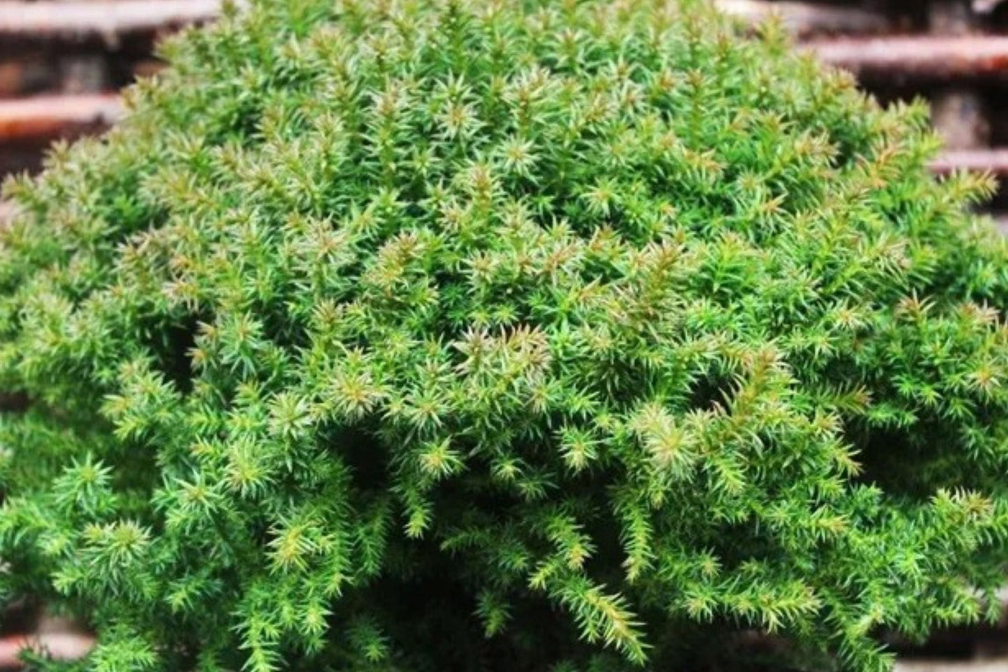 Dwarf Japanese Cedar Vilmoriniana – Compact Evergreen Shrub – Small Conifer in 4” Pot – Winter Color Live Plant