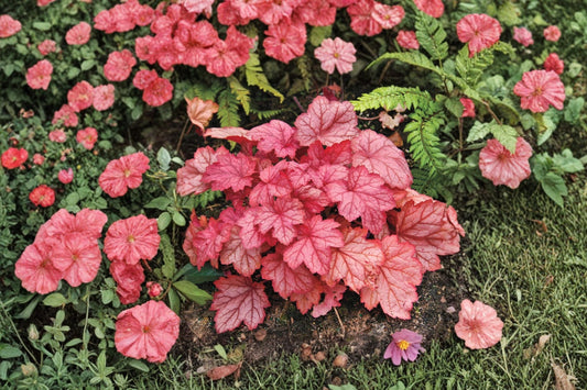 Heuchera ‘Georgia Peach’ Coral Bells Plant – Peach Foliage Perennial for Shade Gardens – Live Plug Starter