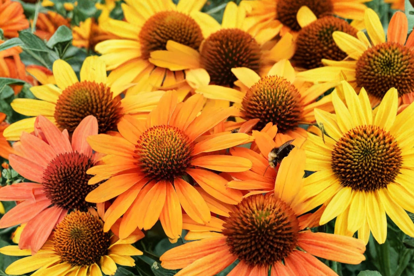 Echinacea ‘PRIMA Saffron’ Yellow Coneflower Plant Live | Compact Pollinator Perennial | Drought Tolerant | Plug Starter
