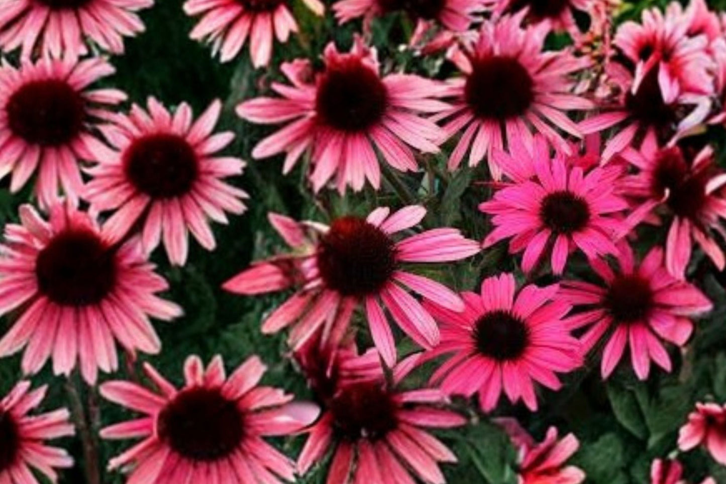 Echinacea ‘Mystic’ DARK SHADOWS™ Pink Coneflower Live Plant Pollinator Perennial Drought Tolerant Butterfly Garden Plug