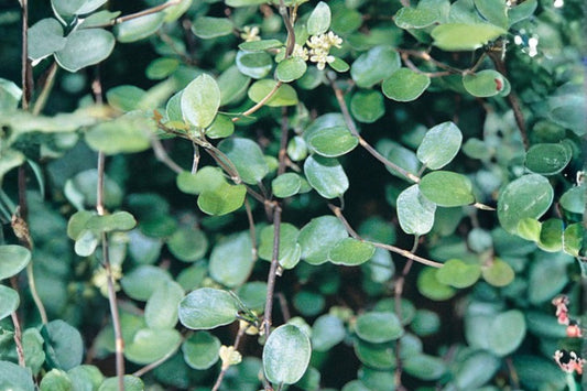 Muehlenbeckia axillaris Wire Vine Plant Live | Trailing Groundcover | Creeping Spiller for Rock Gardens