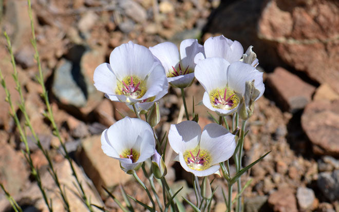 Calochortus Gunnisonii Seeds (30) – Native Wildflower Bulb with White & Purple Blooms, Gunnison Mariposa Lily, Ornamental Garden Flower