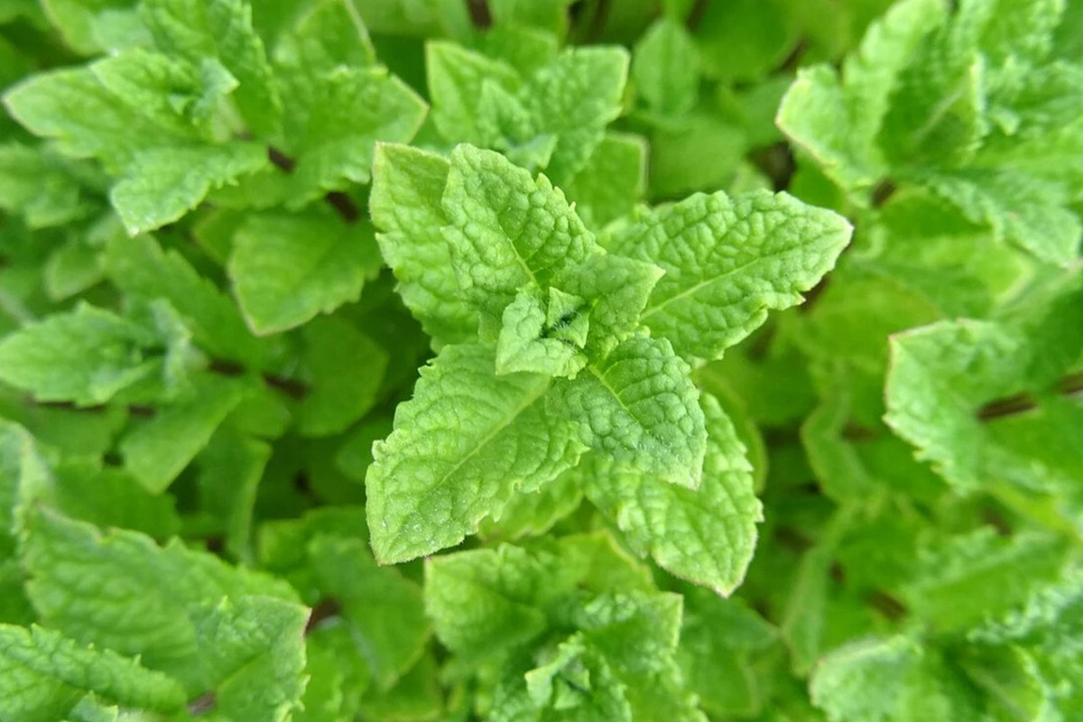 Peppermint Seeds 1000 Count - Aromatic Culinary Herb (Mentha x piperita) for Tea and Gardens - Dark Green Leaves, Purple Flowers
