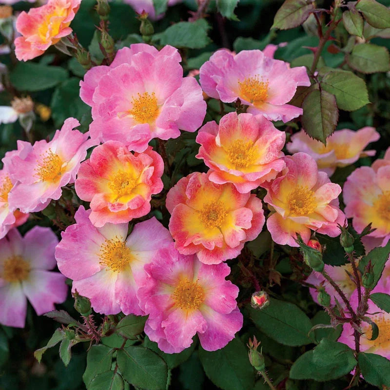 Super Rare Home Run Rose Cuttings – 3 Unrooted Rosa ‘Home Run’ Coral-Orange Floribunda for Grafting or Rooting