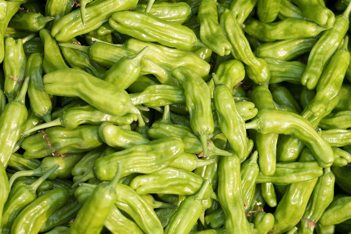 Shishito Pepper Seeds 250mg | Capsicum annuum | Mild Heat, Non-GMO | Ideal for Grilling & Roasting | High Yield