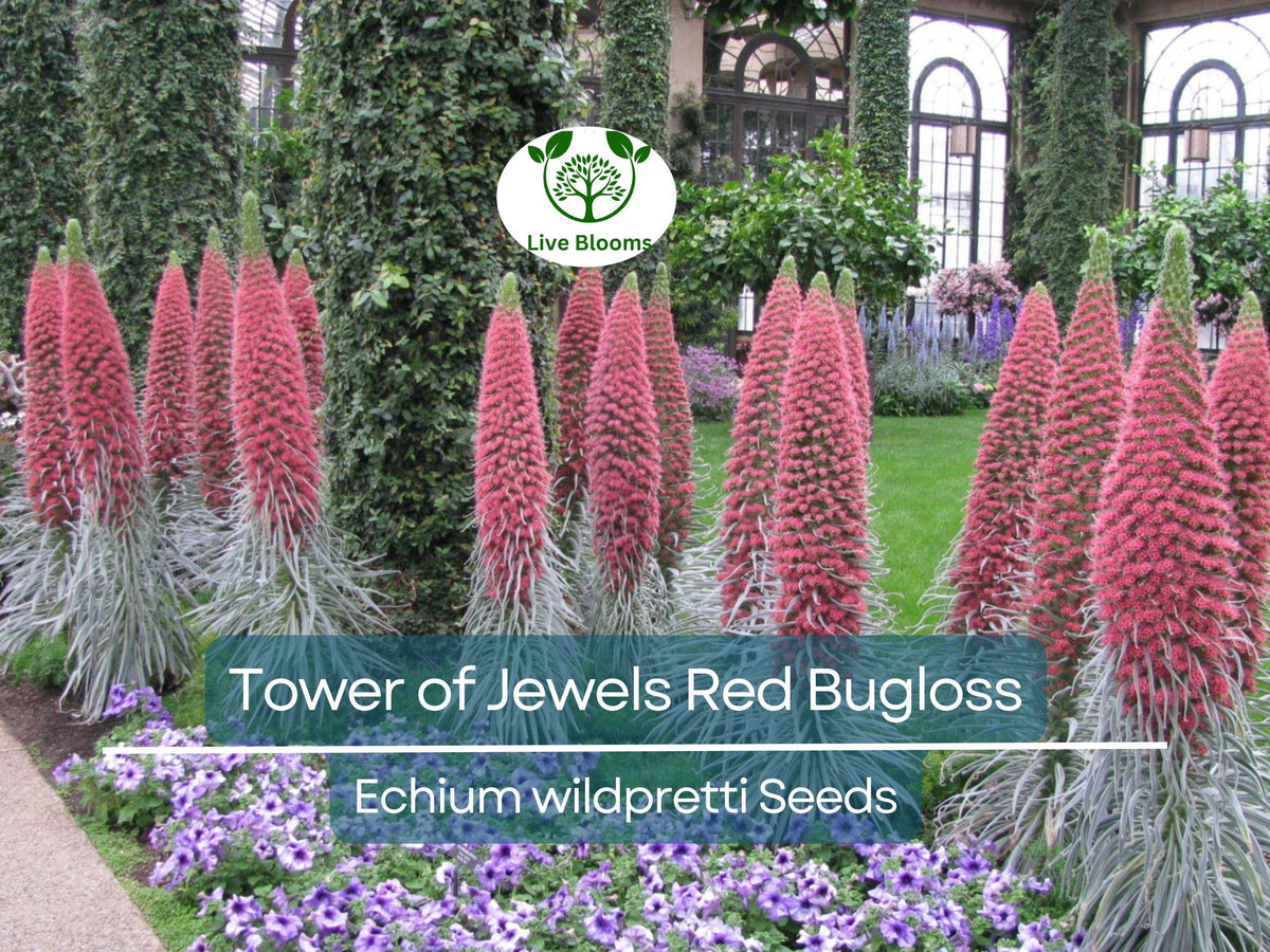 50 Tower of Jewels Red Bugloss Seeds | Echium wildpretti | Tropical Hardy Perennial | Attracts Pollinators | Vibrant Flowers